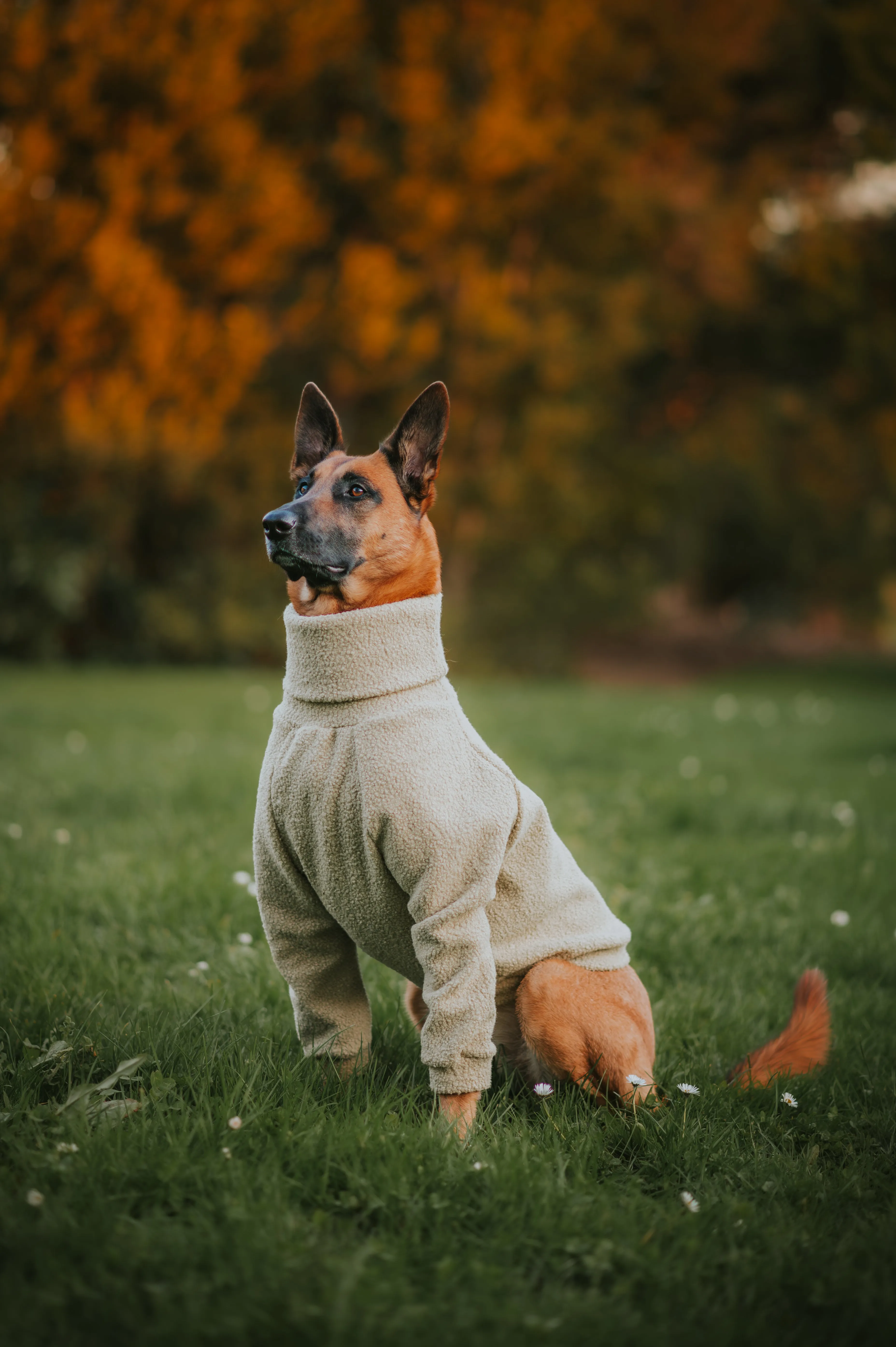 Sage Teddy Dog Turtleneck