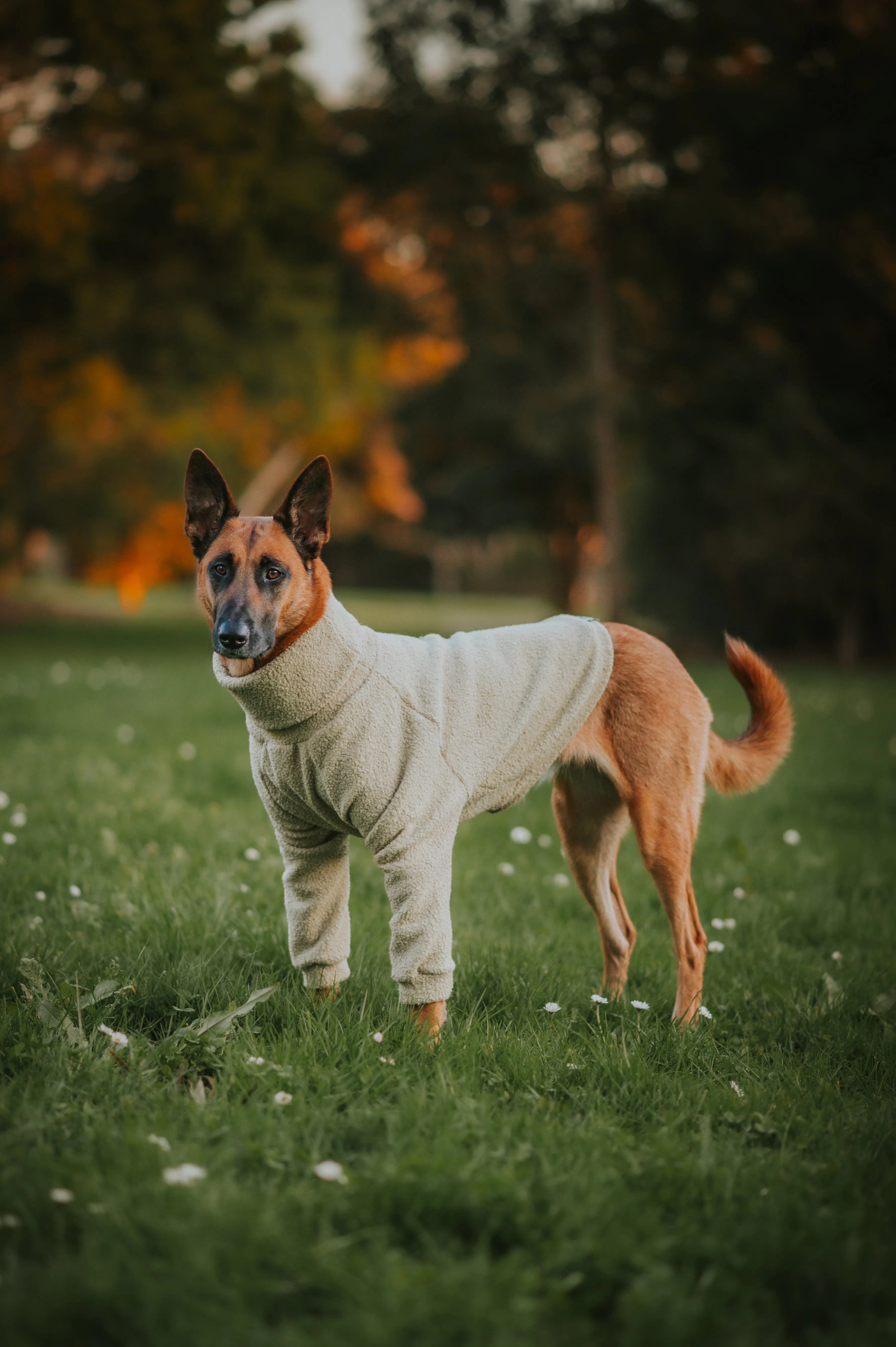 Sage Teddy Dog Turtleneck