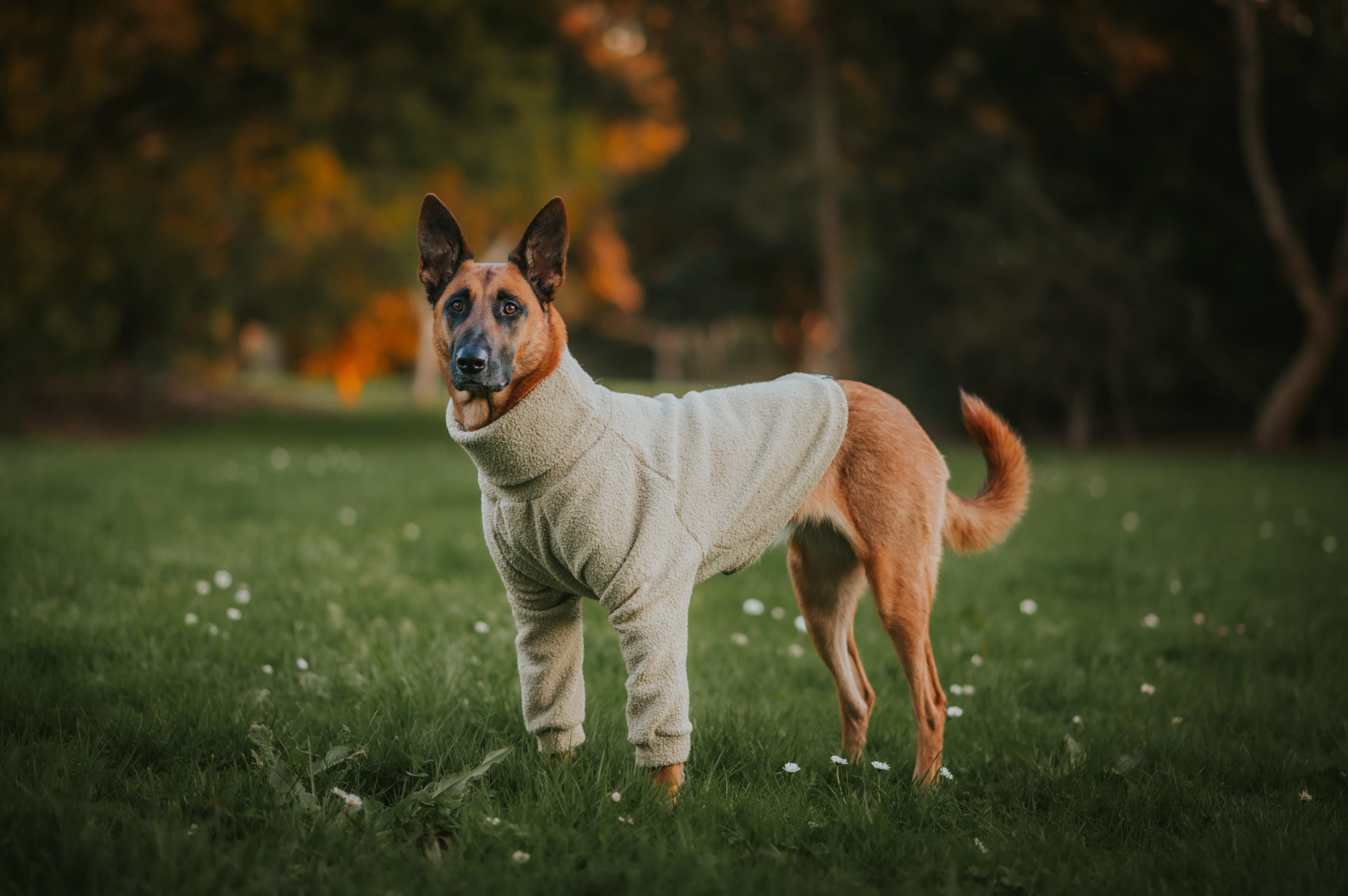 Sage Teddy Dog Turtleneck